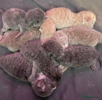 British Shorthair cats GCCF STUD BRITISH SHORTHAIR HUGE BOY MILTON KEYNES in Milton Keynes - Advert 10