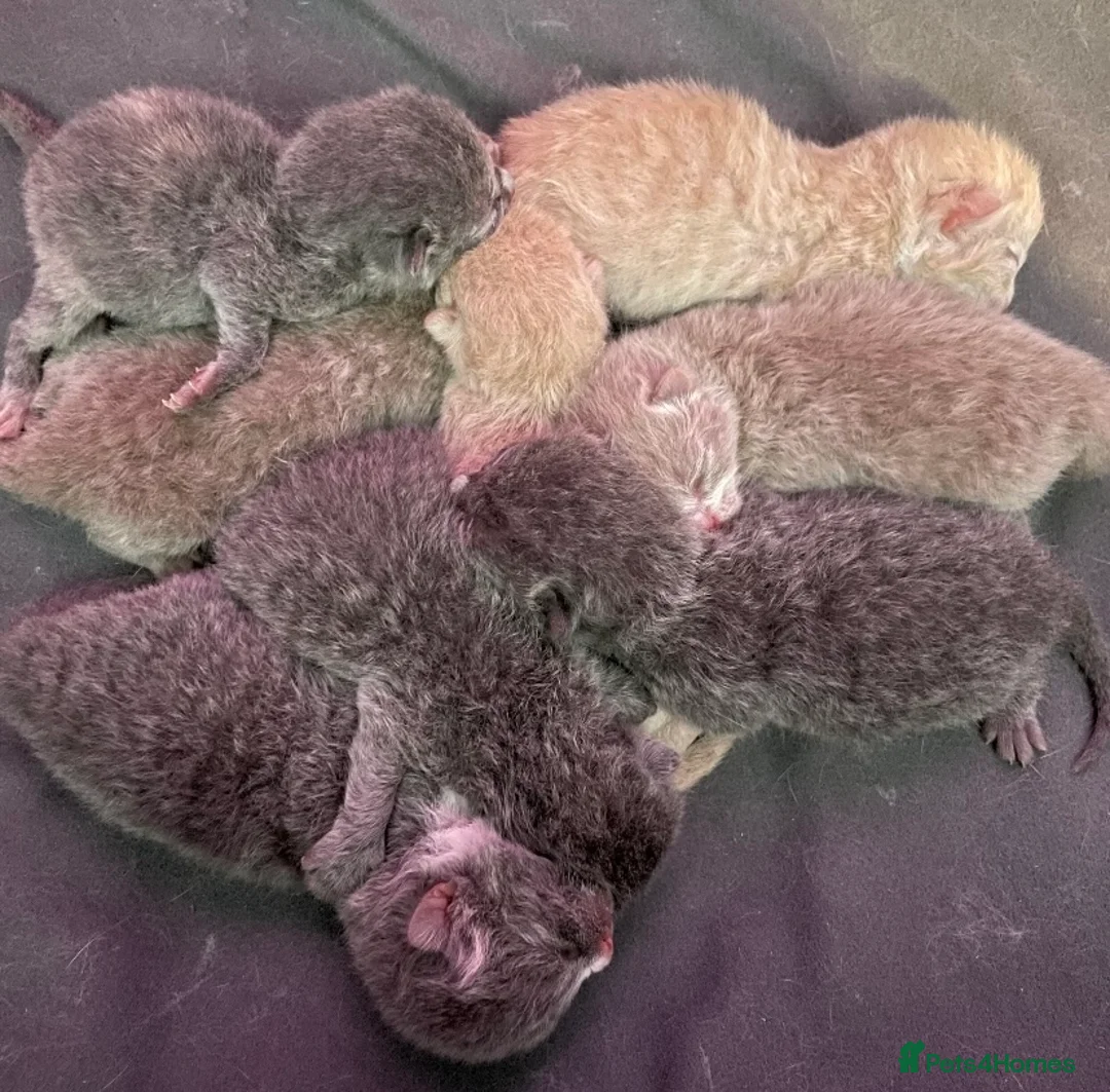 British Shorthair cats for stud: GCCF BRITISH SHORTHAIR STUD HUGE BOY MILTON KEYNES in Milton Keynes - Advert 3