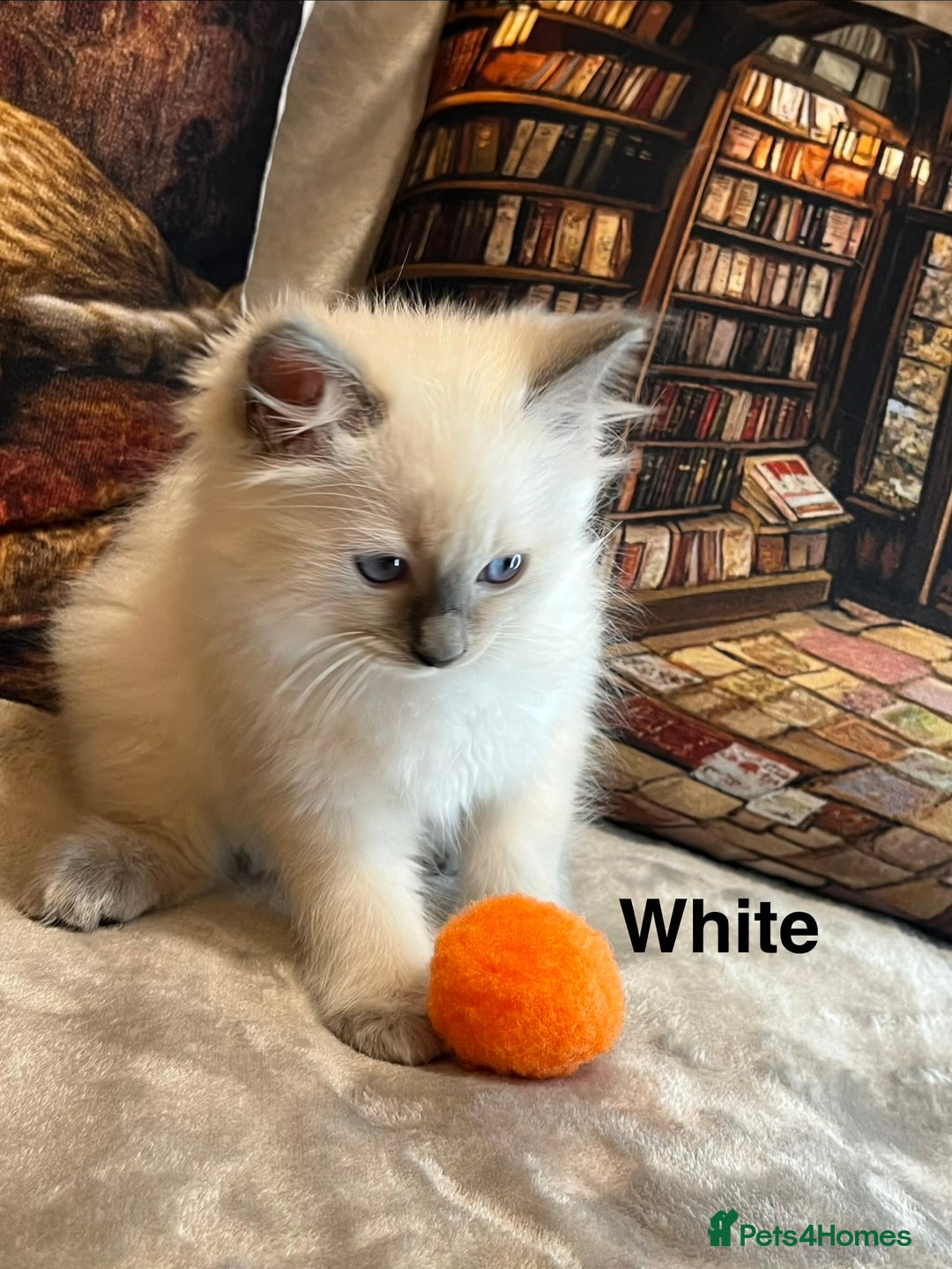 Ragdoll cats for sale: ❤️Amazing Pure Ragdoll Girls Waiting Loving Family - Advert 30