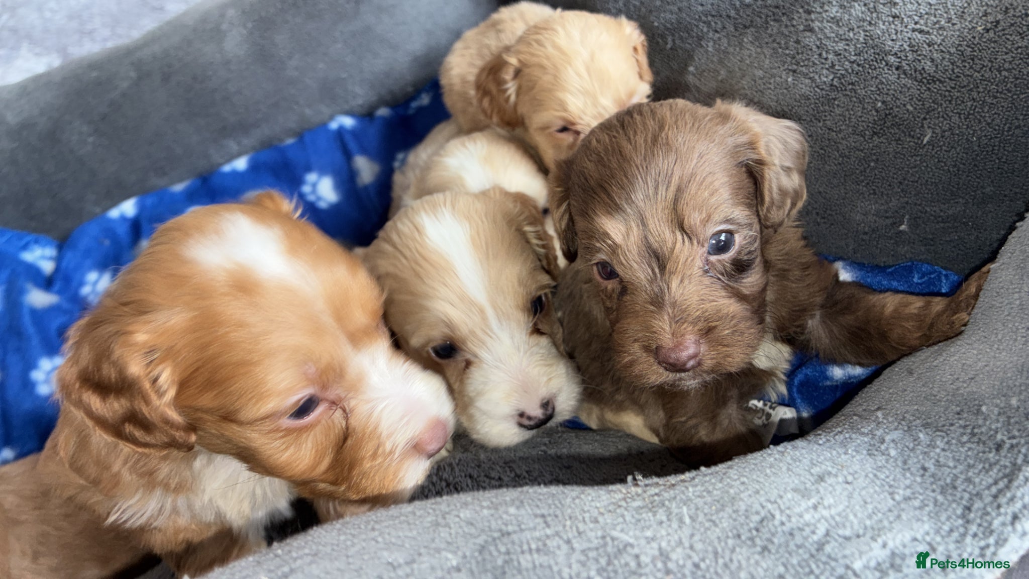 Cockapoo dogs 6 stunning cockapoo puppy’s  - Advert 17