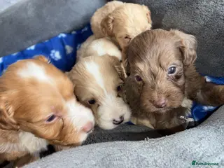 Cockapoo dogs 6 stunning cockapoo puppy’s - Advert 1