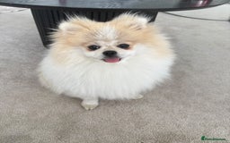Pomeranian dogs for sale: Orange **d Pom - Image 1