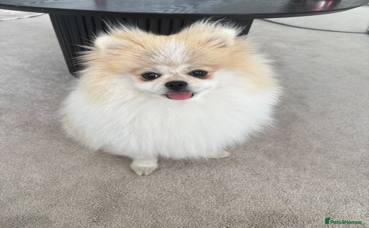 Pomeranian dogs - Advert 12