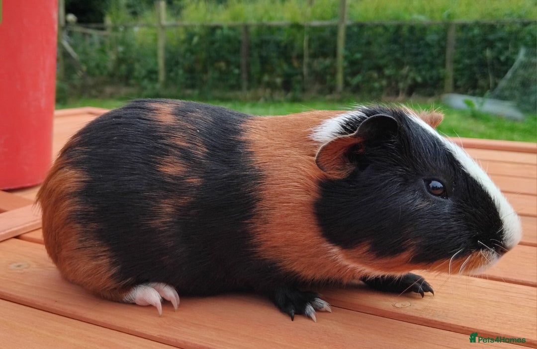 Guinea Pig rodents for sale: Chocolate Dalmation, Swiss, Tort, Baby Boars.. - Image 12