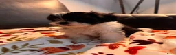 Cava Tzu dogs for sale: Cavatzu - Advert 3