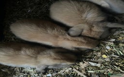 Mini Lop rabbits for sale: Pure bred minilop rabbits - Image 14