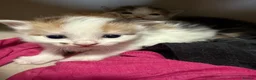 Mixed Breed cats for sale: Beautiful kittens - Advert 4