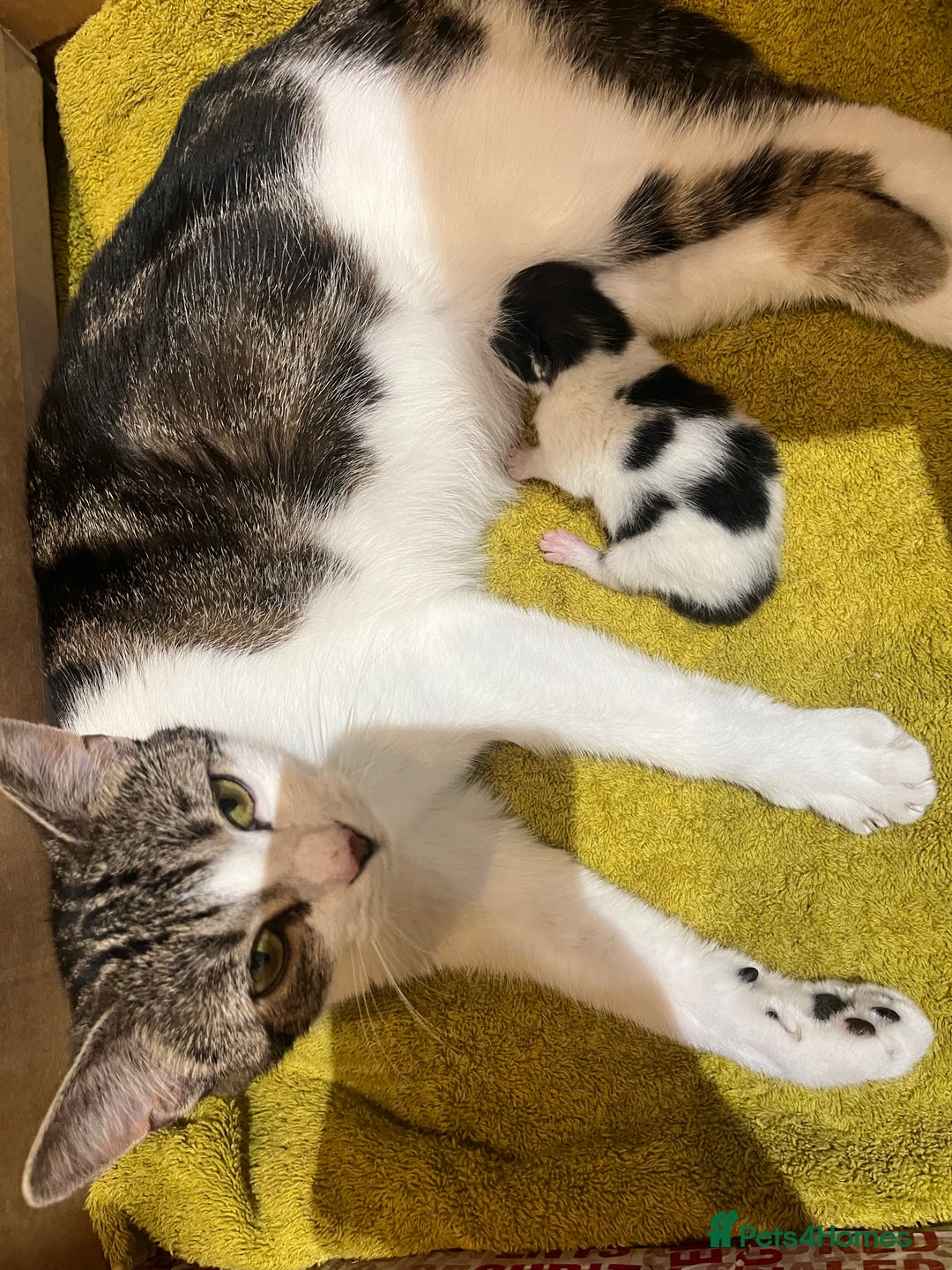 Domestic Shorthair cats for sale: Kitten  - Image 4
