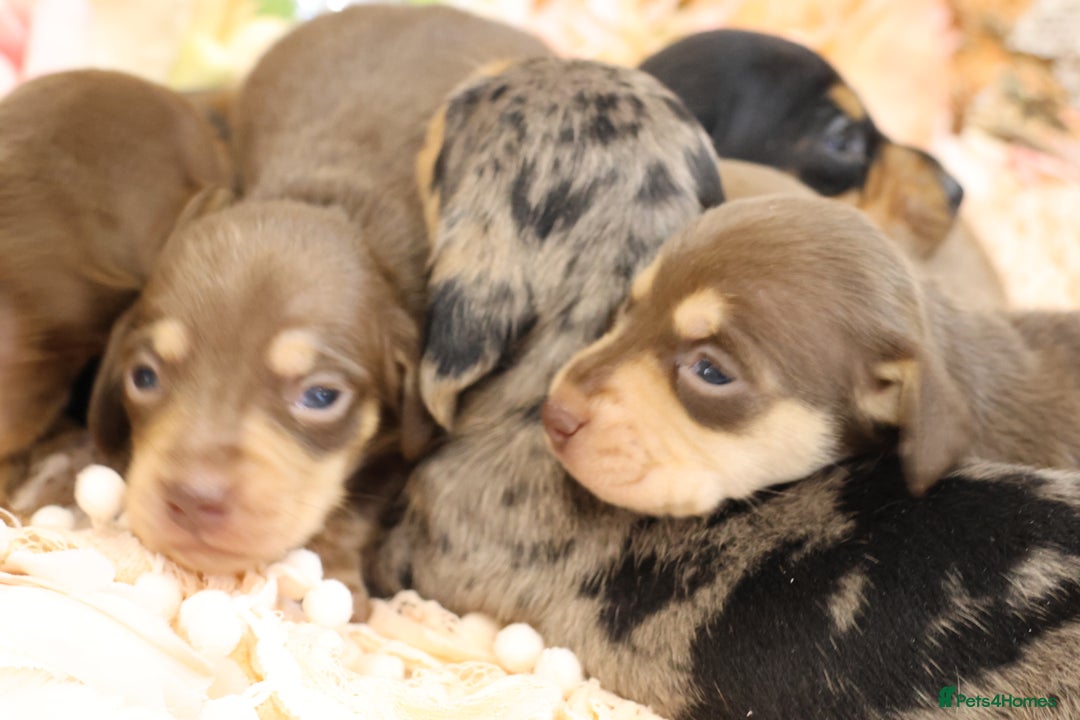 Miniature Dachshund dogs for sale: KC Miniature Dachshund Puppies - Advert 24