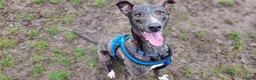 Lurcher dogs for adoption: Splash - Advert 4