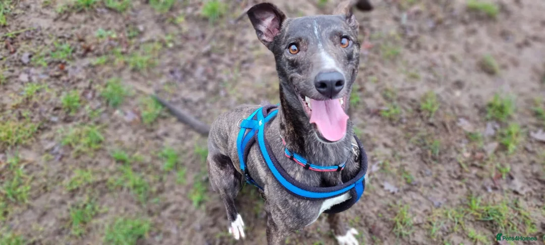 Lurcher dogs for adoption: Splash - Advert 4