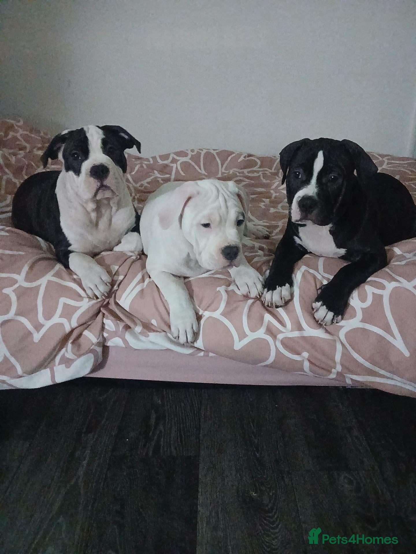 American Bull Staffy dogs Puppies for sale  - Advert 2