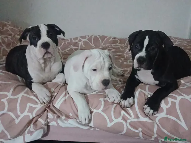 American Bull Staffy dogs Puppies for sale - Advert 9