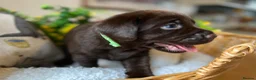 Labrador Retriever dogs for sale: STUNNING Chocolate Labrador Puppies  - Advert 18