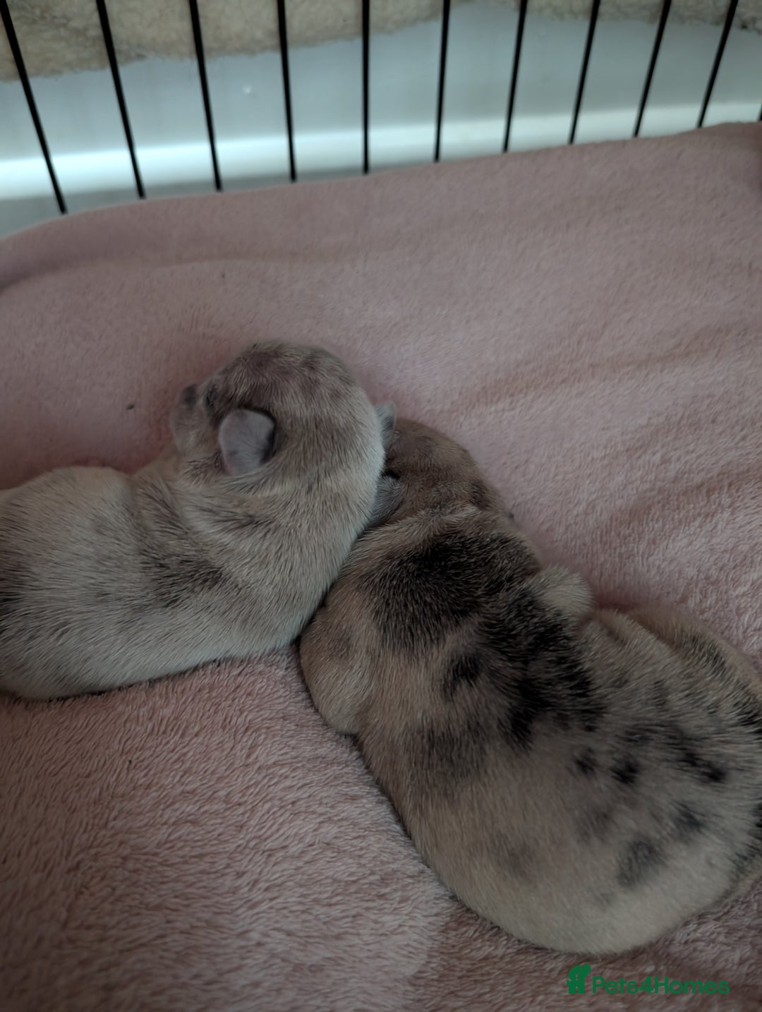 Frug dogs for sale: Beautiful litter of frugs  - Advert 3