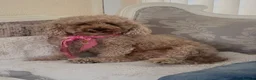 Cavapoo dogs for sale: 🐶🐾Adorable Cavaschnauzer Pups🐾🐶 - Advert 29