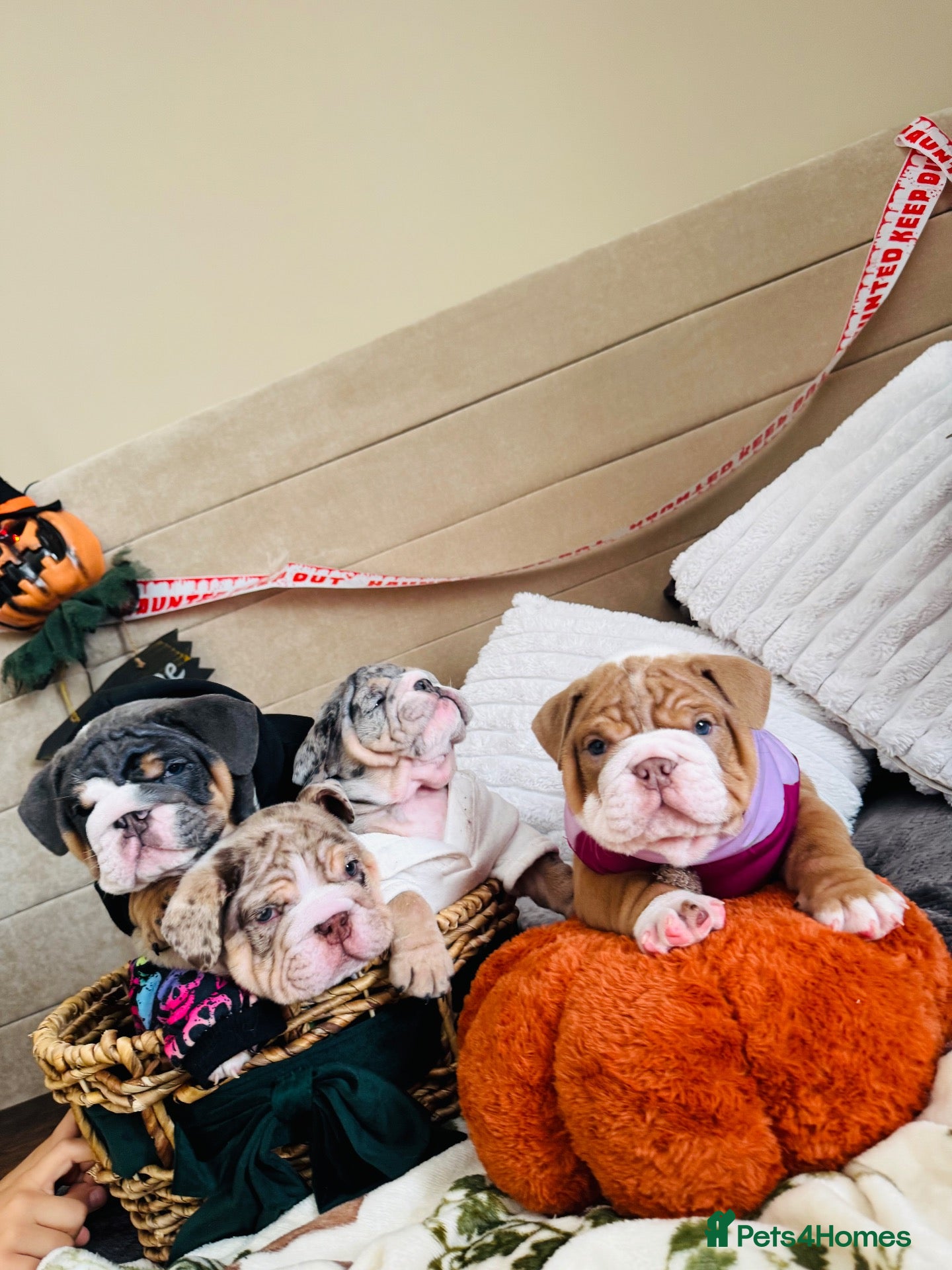 English Bulldog dogs EB pups🧬Posherbulls/Shrinkabulls/Epicbulls ❤️💙🧬 - Advert 2