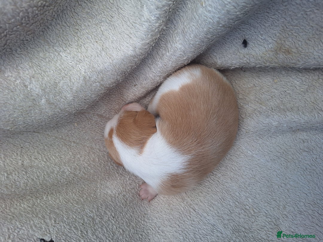 Mixed Breed dogs for sale: Spanish jack Russell (bodeguero) x border collie - Image 24