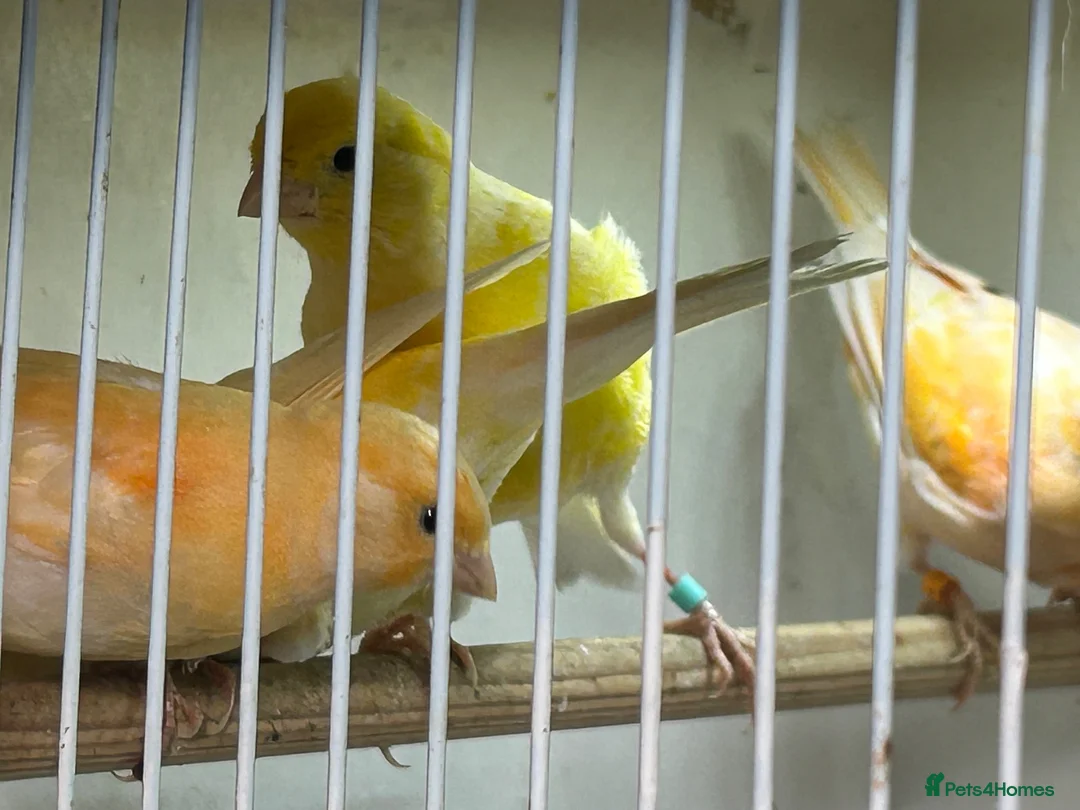 Canaries birds for sale: 4 young canaries for sale - Advert 2