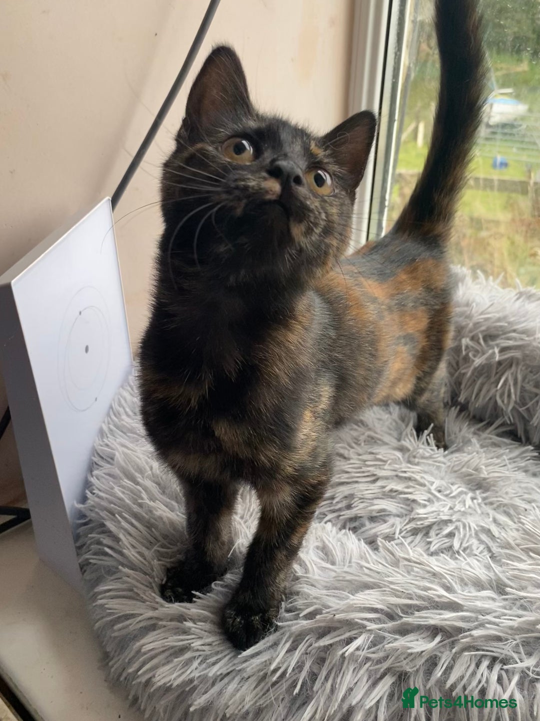 Maine Coon cats for sale: Maine coon x bengal kittens  - Image 16