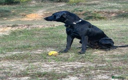Mixed Breed dogs for sale: 1 year old black female black Labrador mix  - Image 3