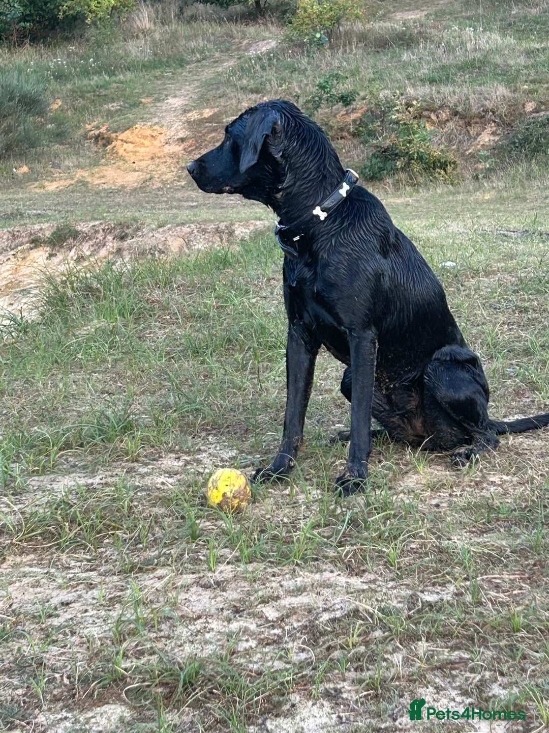 Mixed Breed dogs for sale: 1 year old black female black Labrador mix  - Image 3