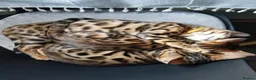 Bengal cats for sale: Beautiful Purebred Bengal Kittens – Ready Now! - Advert 16