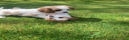 Cavalier King Charles Spaniel dogs for sale: Beautiful Pedigree cavalier King charles - Advert 5