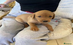 Labrador Retriever dogs for sale: Kc Registered Red Labradors - Image 5