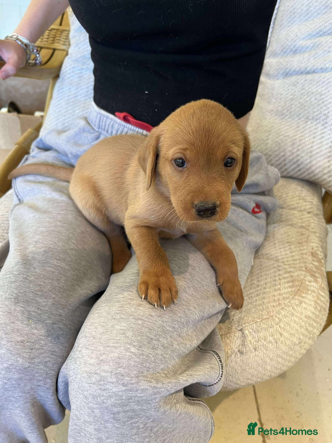 Labrador Retriever dogs for sale: Kc Registered Red Labradors - Image 5