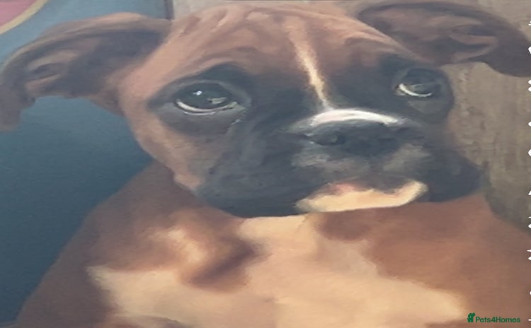 Boxer dogs - Advert 1