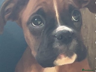 Boxer dogs - Advert 27