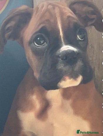 Boxer dogs - Advert 5