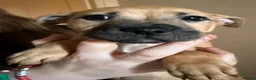 Staffordshire Bull Terrier dogs for sale: Tiny bundles of joy!!! - Advert 5