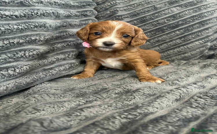 Cavapoo dogs - Advert 1