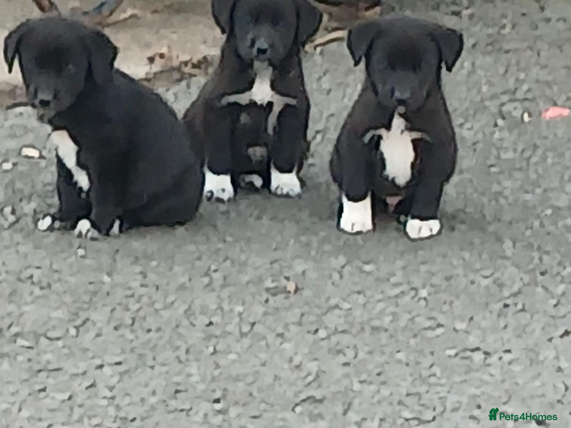 Borador dogs Labrador x collie puppies  - Advert 1
