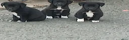 Borador dogs for sale: Labrador x collie puppies  - Advert 1