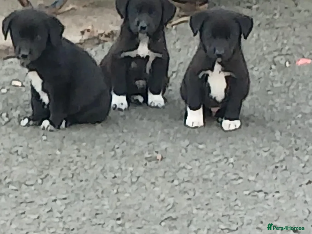 Borador dogs for sale: Labrador x collie puppies  - Advert 1