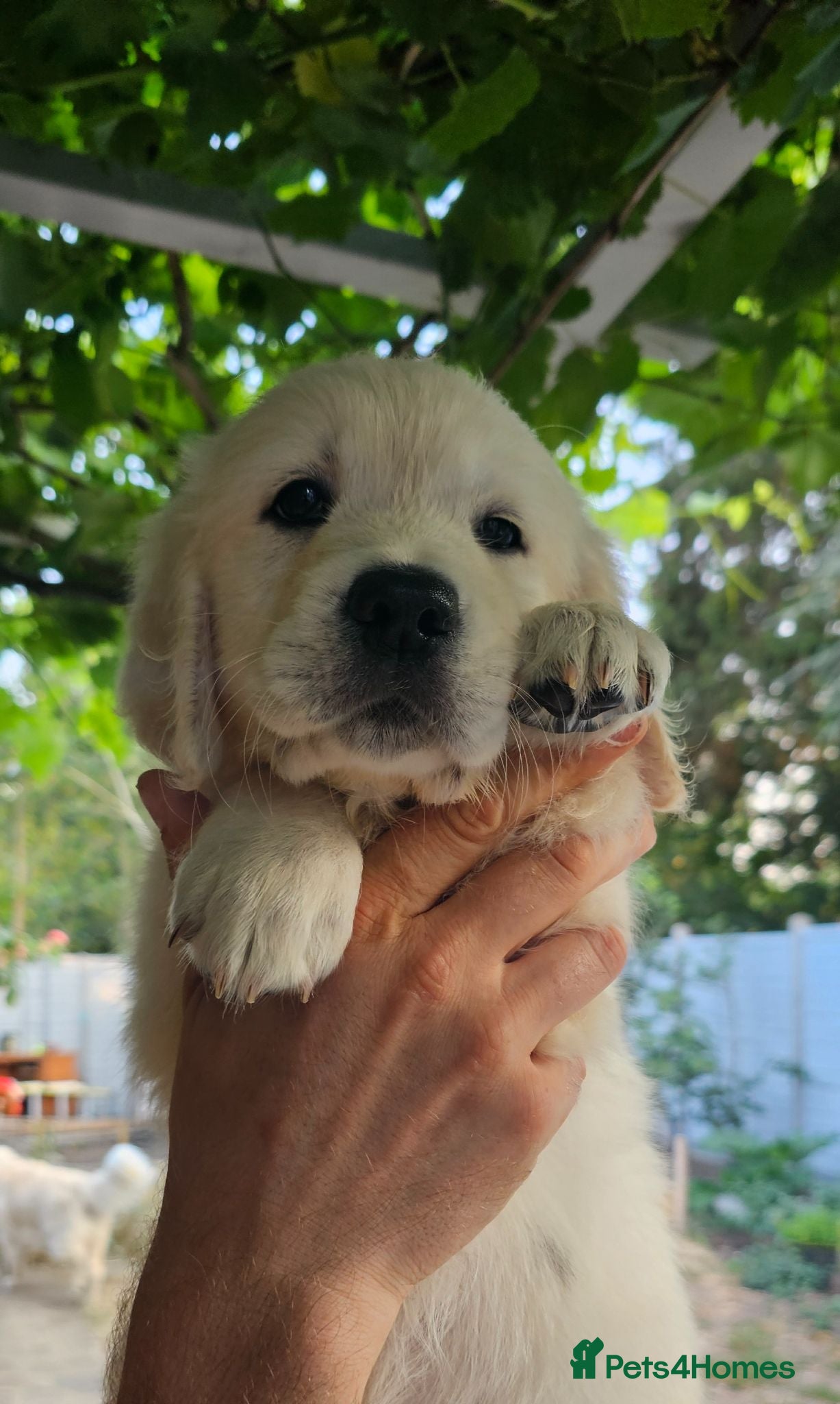 Golden Retriever dogs KC Golden Retriever Puppies READY TO GO NOW - Advert 4