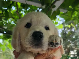 Golden Retriever dogs KC Golden Retriever Puppies READY TO GO NOW - Advert 4