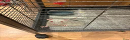 Rat rodents for sale: Rats with cage - Advert 3