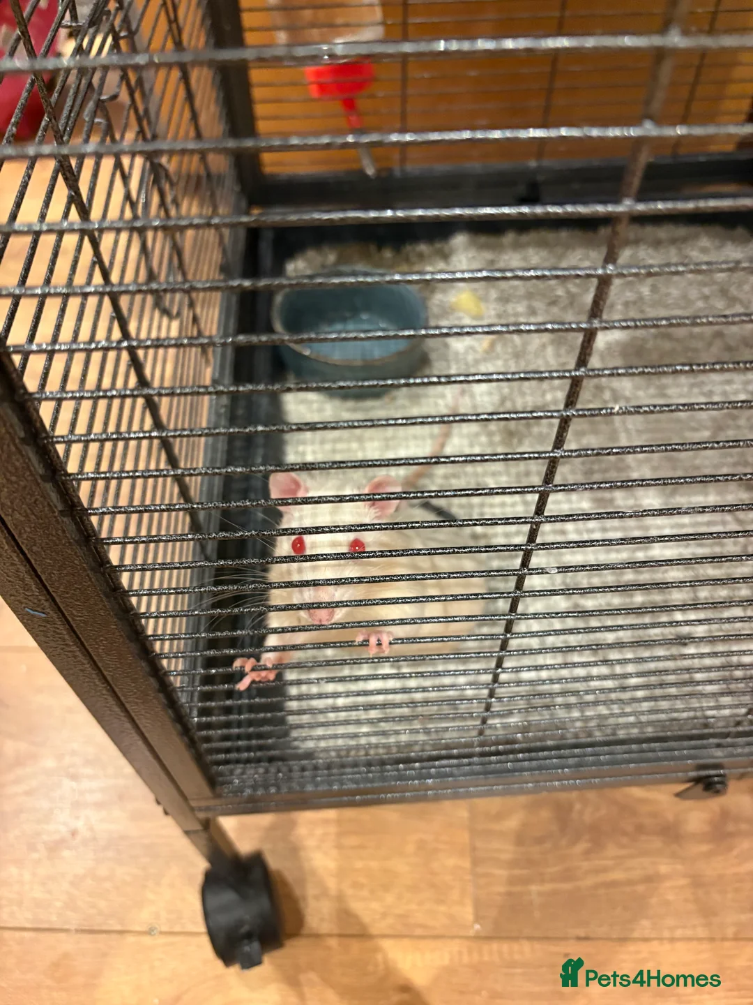 Rat rodents for sale: Rats with cage - Advert 3