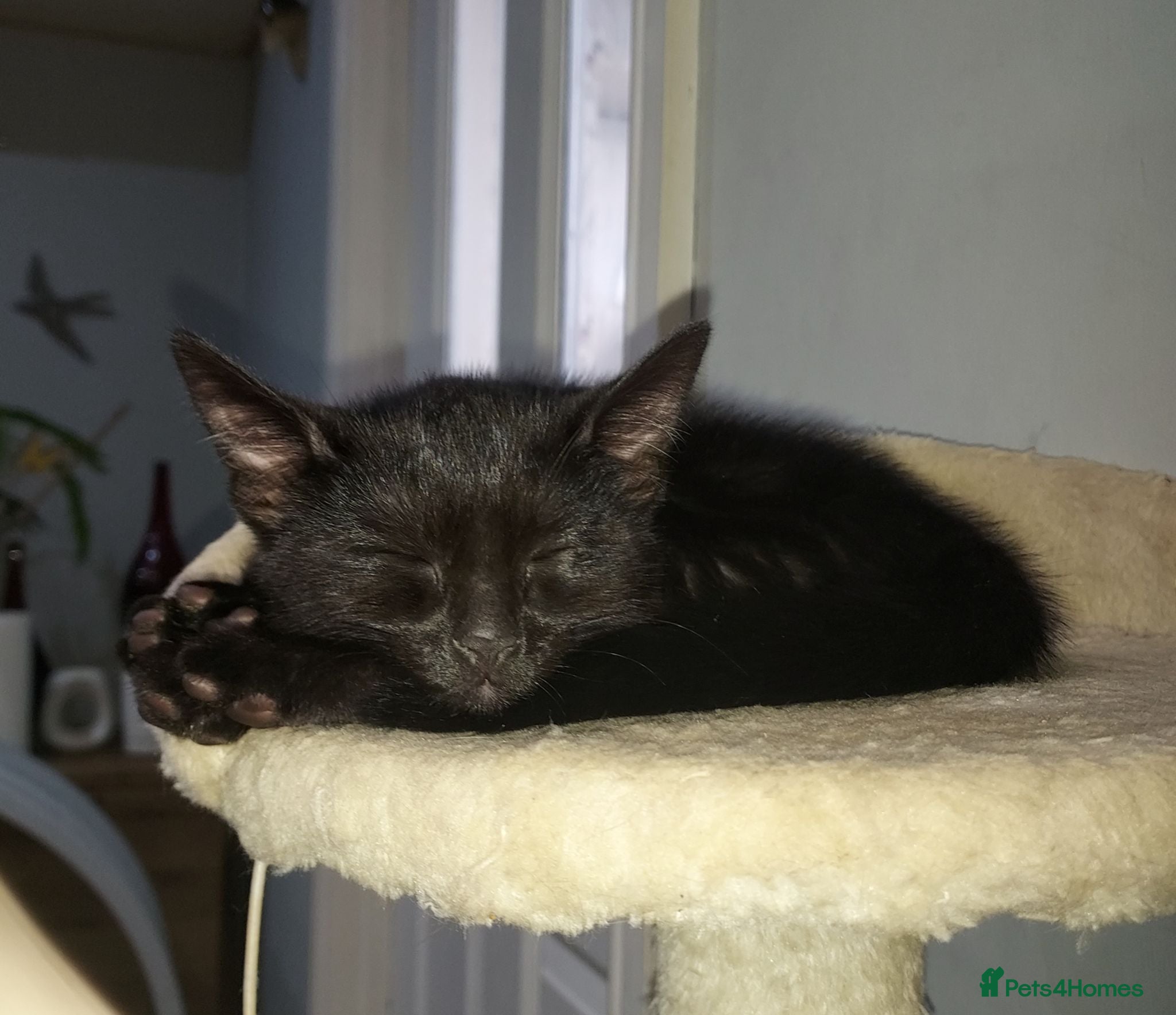 Mixed Breed cats Gingal Tuxedo black female left - Advert 9
