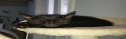 Mixed Breed cats for sale: Gingal Tuxedo black female left - Advert 1