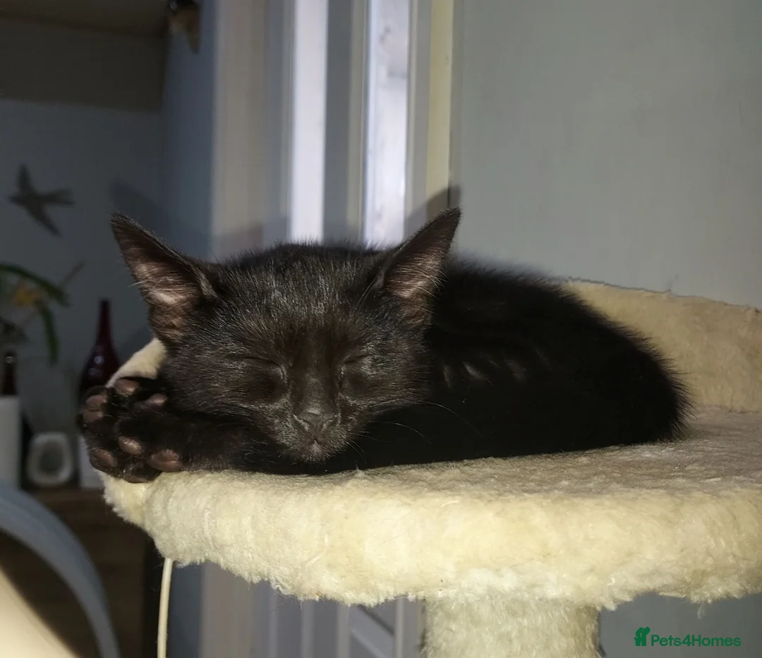Mixed Breed cats for sale: Gingal Tuxedo black female left - Advert 1