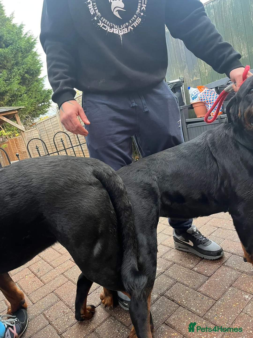 Rottweiler dogs for sale: GIANT ROTTWEILER PUP. PICK OF LITTER FEMALE - Advert 16