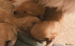 Maltipoo dogs for sale: 🧸🧸Teddy bears🧸🧸 - Image 12