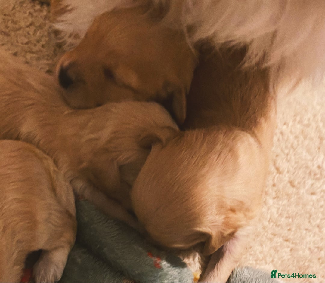 Maltipoo dogs for sale: 🧸🧸Teddy bears🧸🧸 - Image 12