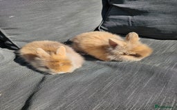 Lionhead rabbits for sale: Double Maned Lionhead babies - Image 3