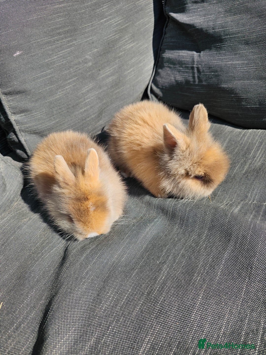 Lionhead rabbits for sale: Double Maned Lionhead babies - Image 3